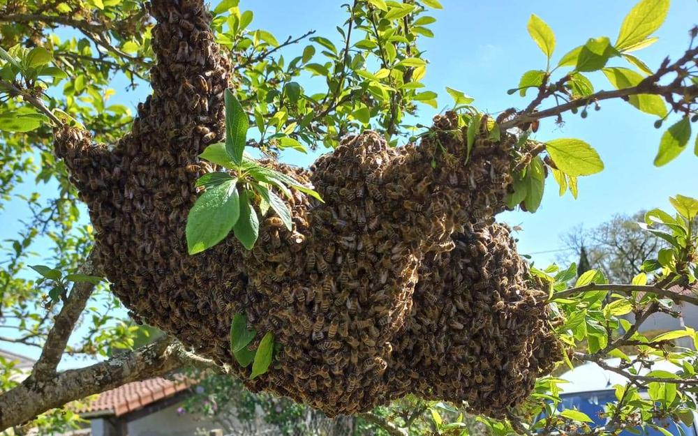 Avec le printemps: les abeilles !