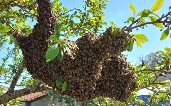 Avec le printemps: les abeilles !